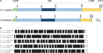 Dietary Risk Assessment of <mark class="highlighted">v-ATPase</mark> A dsRNAs on Monarch Butterfly Larvae